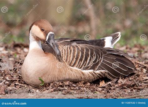 Ganso Del Cisne Foto De Archivo Imagen De Pico Gansos 11287532