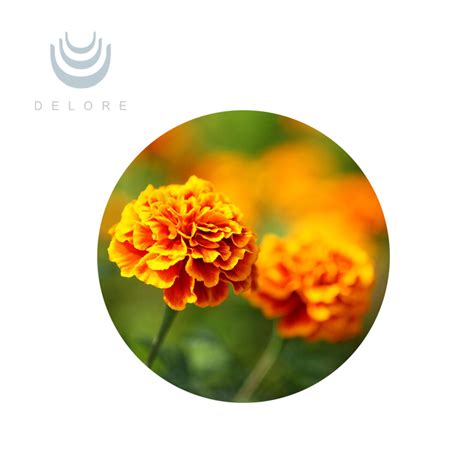 Natural Pure Marigold Flower Extract Powder Lutein Natural Marigold Extract Calendula