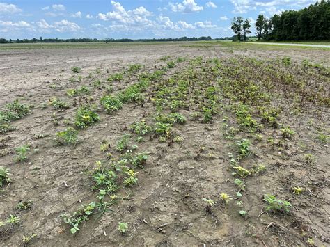 Palmer amaranth too big kelly gramoxone | UT Crops News