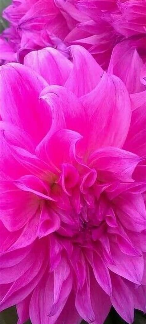 Pin By Osama On Flower Wall Paper Flower Wall Flowers Rose