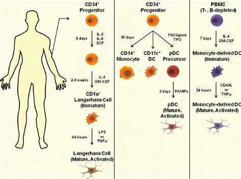 Ex Vivo Generation Of Human DC Subsets From Peripheral Blood