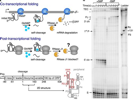 The Glms Ribozyme Self Cleaves During Transcription A Outcomes Of