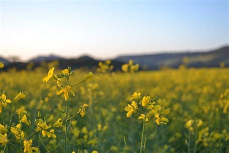 Planta O De Canola Guia Completo Para Cultivo E Benef Cios