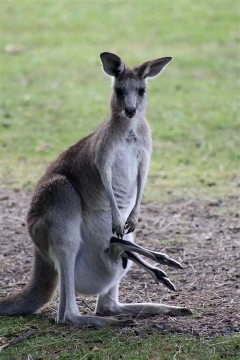 Eastern grey kangaroo by StrayShadowXD on DeviantArt