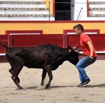 Farpas Blogue Forcados Do Ramo Grande Em Grande Forma Para Esta