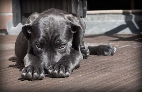 Chi L Uomo Di Anni Che Ha Decapitato Un Cane Con Un Coltello A