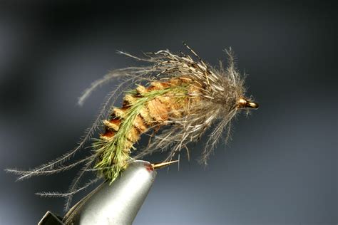 Caddis Pupa