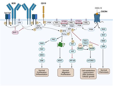 B Cell Receptor Signaling And Associated Pathways In The Pathogenesis Of Chronic Lymphocytic