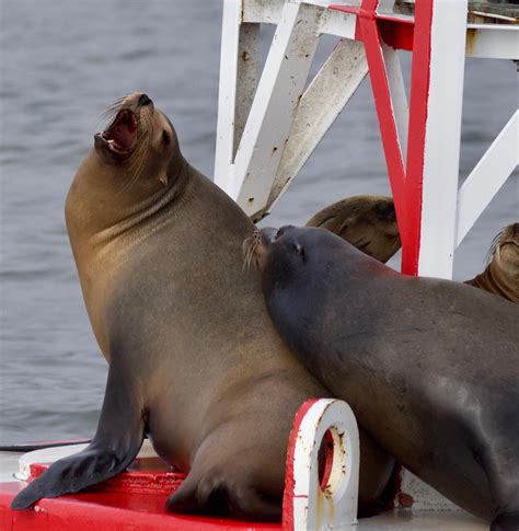 California Sea Lions On The Santa Cruz Mile Buoy Santa Cruz Whale