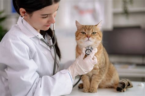 Medicina Veterinaria Quanto Custa