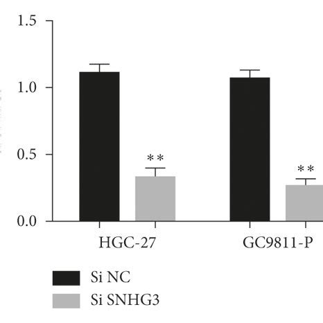 LncRNA SNHG3 Knockdown Suppressed HGC 27 And GC9811 P Cell