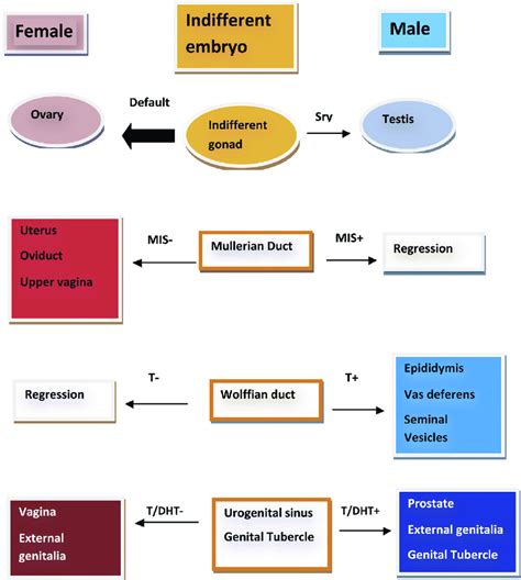 2 Factors Regulating Sexual Differentiation Of The Embryonic