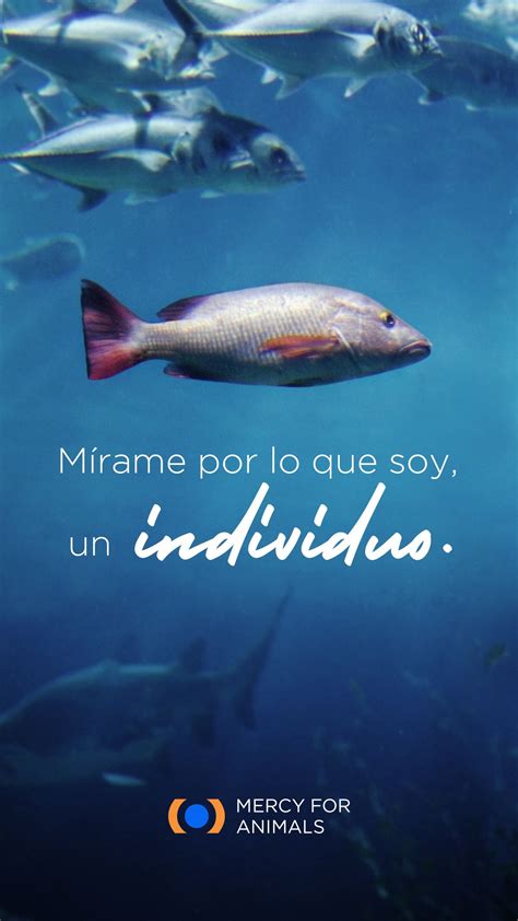 Frases De Peces Tosma