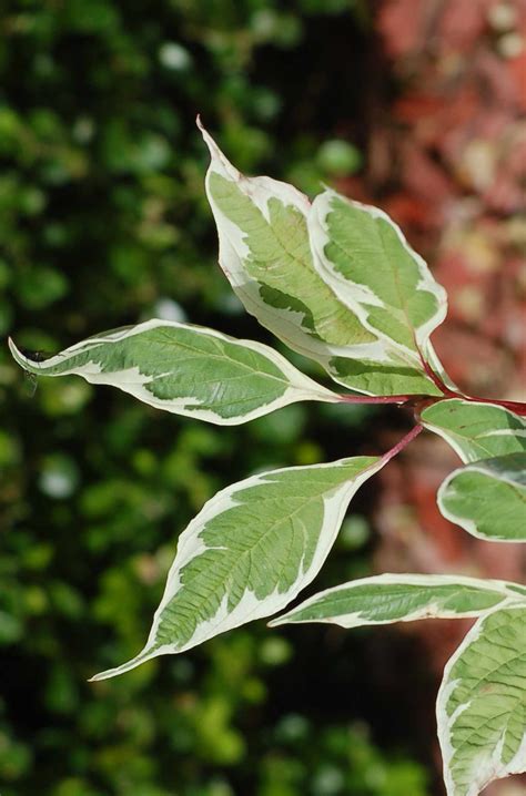 10 Gorgeous Outdoor Plants With Striking Green And White Leaves You