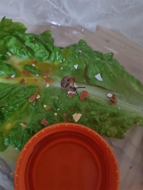 Found A Snail In My Lettuce R Snails