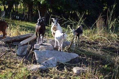 Using Goats For Grazing Land Clean Up Boots Hooves Homestead