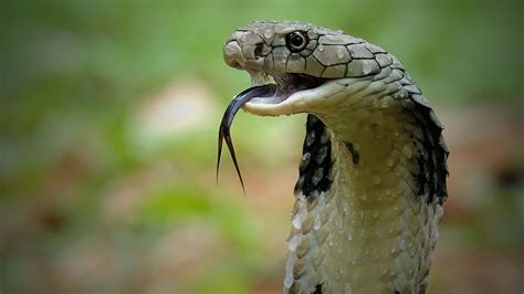 Cobras The Enigmatic Serpents Of Myth And Reality Bulb