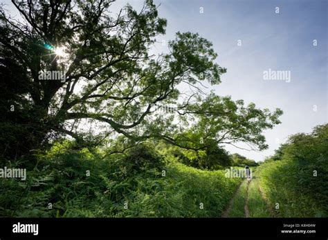 Peddars way path, Norfolk, UK Stock Photo - Alamy