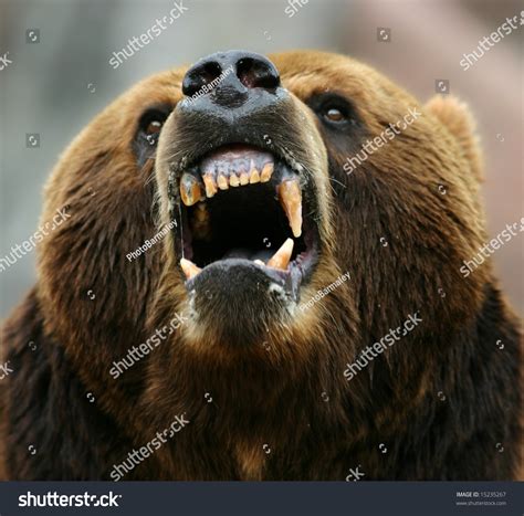 Mad Bear: Over 1,381 Royalty-Free Licensable Stock Photos | Shutterstock