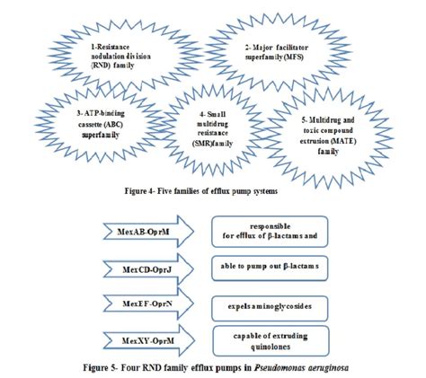 Pseudomonas aeruginosa and the multifactorial antibiotic resistance | Download Scientific Diagram