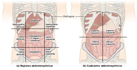 Cuadrantes Abdominales Anatomía órganos