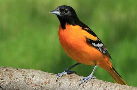 How To Attract Orioles To Your Backyard Backyard Birds How To Attract Birds Pretty Birds