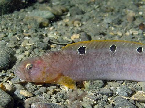 Butterfish Pholis Gunnellus