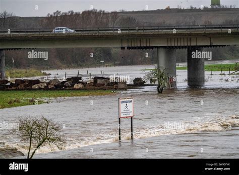 Vieh Herde Eingedrängt Vom Hochwasser An Der Ruhr Nach Tagelangen