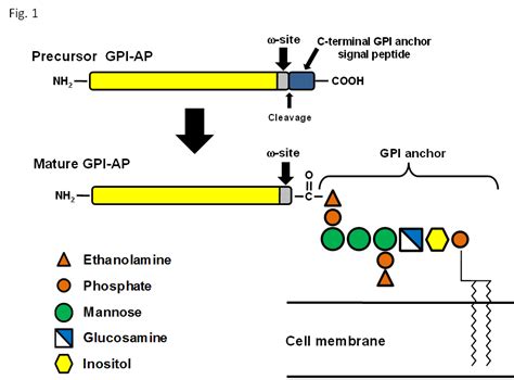 Identification Of ω Sites Of Glycosylphosphatidylinositol Anchored Proteins