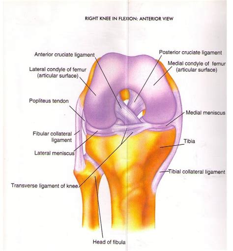 Knee Injuries And Knee Pain Renwick Sports Physiotherapy