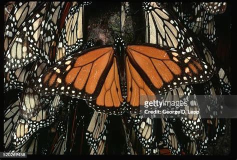 Monarch Butterfly Swarm Photos and Premium High Res Pictures - Getty Images