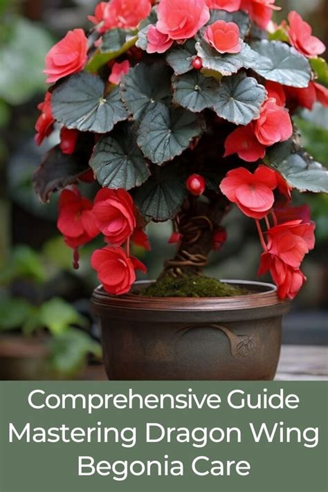 Comprehensive Guide Mastering Dragon Wing Begonia Care