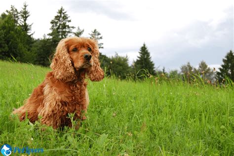 Do Cocker Spaniels Shed Petlovers