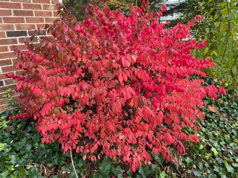 Dwarf Burning Bush Euonymus Alatus Compactus Live Etsy