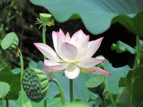 Lotus (2023.07.31) #3 by dev-moon on DeviantArt