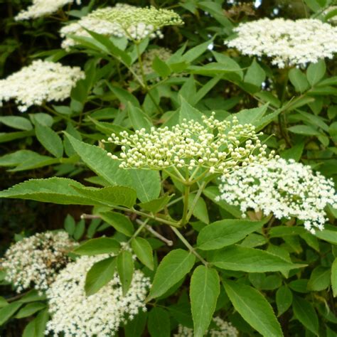 Sambucus Nigra Gewone Vlier Ons Kanaal