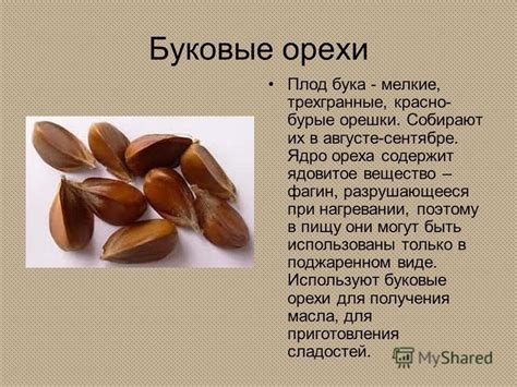 Презентация на тему: "Орехоплодные Орехи - это сухие плоды ...