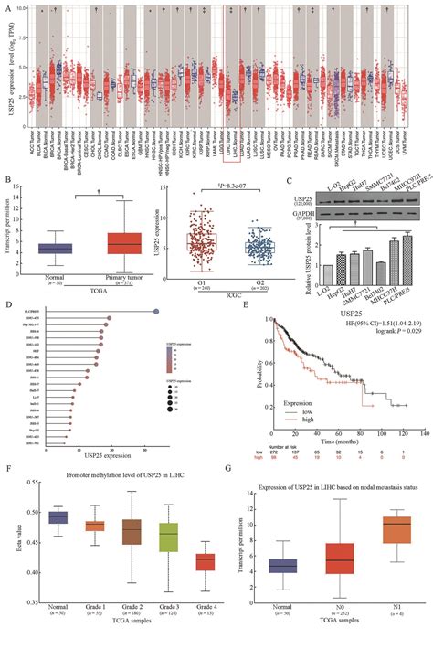 Usp Promotes Hepatocellular Carcinoma Progression By Inter