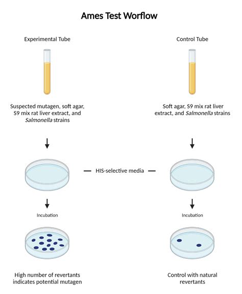 Ames Test Principle Procedure Result Interpretation Applications Limitations