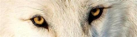 National Geographics Crittercam Offers New Perspective Wolf