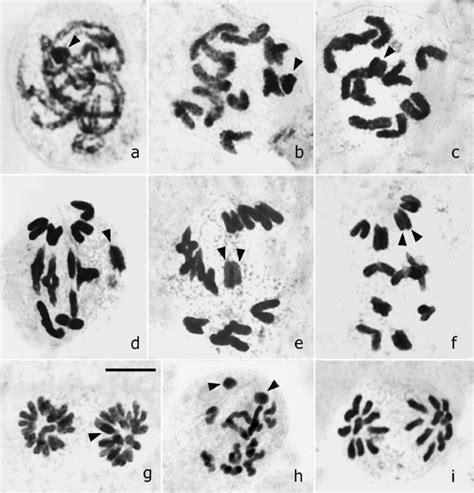 Meiosis Of Lycosa Pampeana Male N 10x 1 X 2 And N 10 A Download Scientific