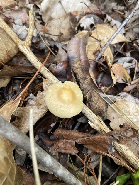 What Are These Mushrooms In My Backyard East Tennessee North America