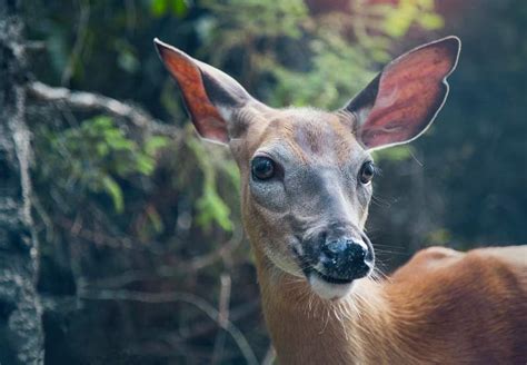 Deer Eyes Images 