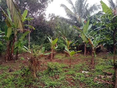 FARM LOT FOR SALE NEAR Brgy Kaytitinga Alfonso Cavite Property For