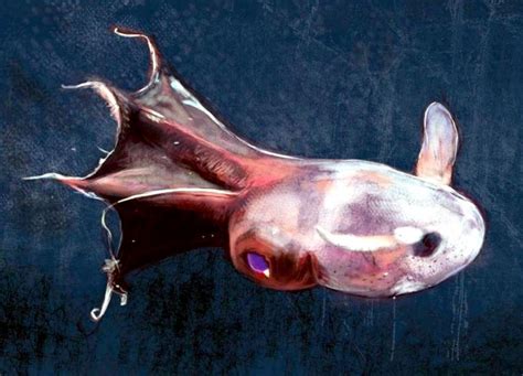 Vampire Squid – "OCEAN TREASURES" Memorial Library