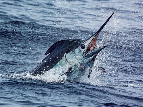 Bermuda's Incredible Blue Marlin Fishing | Marlin