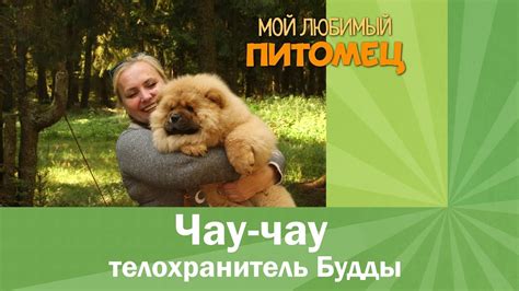 Чау-чау. Телохранитель Будды - YouTube