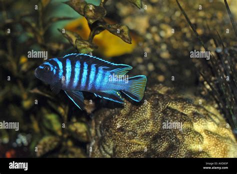 African Cichlid Fish In Aquarium Stock Photo Alamy