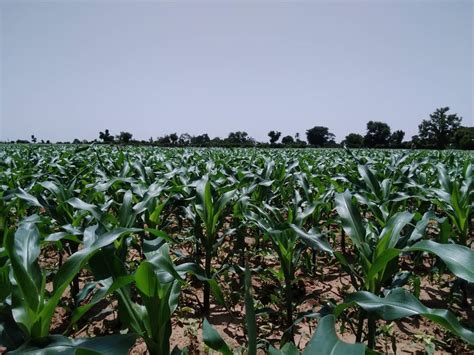 Sasakawa Nigeria On Twitter This Is A Maize Seeds Multiplication Plot