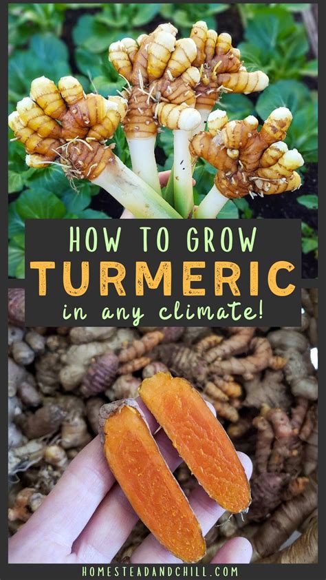 How To Grow Turmeric In Containers In Any Zone Veggie Garden Food